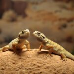 Male vs Female Bearded Dragon