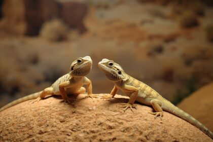 Male vs Female Bearded Dragon