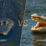Alligator vs Crocodile